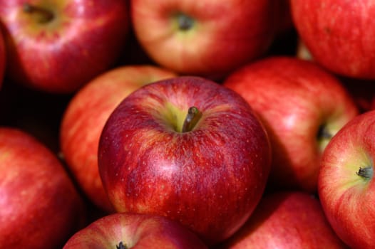 Vibrant red apples rest together, their skins shining brightly in sunlight. The fruit offers a bountiful sight, showcasing the joys of autumn and the harvest season at the market.