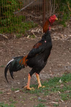A vibrant rooster with striking feathers walks confidently across the earthy ground of a rustic garden, showcasing its natural beauty under the warm afternoon sun.