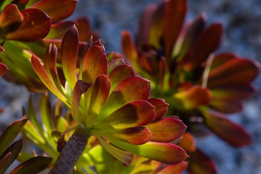 Lush succulents display their vivid leaves, adorned with shades of green and red, as sunlight filters through them. This beautiful arrangement adds tranquility to the garden environment.