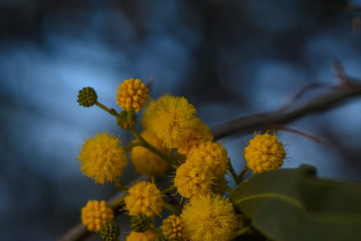 Golden yellow flowers cluster on delicate branches, creating a vibrant display against a fading twilight backdrop. The atmosphere feels tranquil and refreshing as day transitions to night.