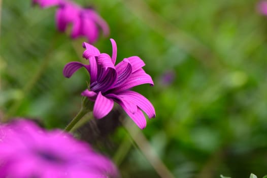 Delicate purple flowers with graceful petals stand out against a blurred backdrop of vibrant greenery, basking in the warm glow of spring sunshine.