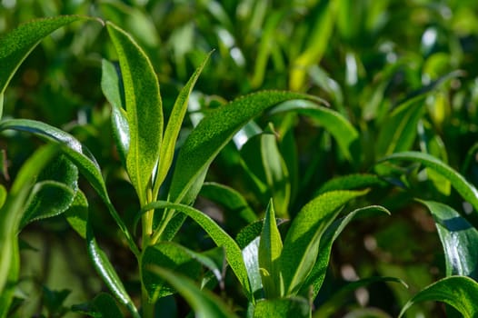 Bright green tea leaves flourish under warm sunlight in a tranquil plantation setting. The fresh foliage showcases nature's beauty and vitality, inviting peace and calm.