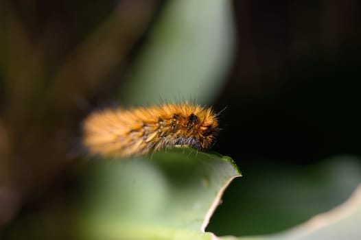 A striking woolly caterpillar with vibrant orange and yellow hues crawls slowly along the edge of a green leaf, surrounded by a rich natural environment illuminated by soft sunlight.