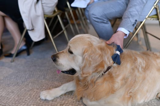 Labrador with a bow tie at a wedding registry ceremony