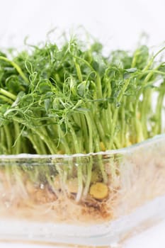 Sprouts of blue peas in a glass container, in dew. Eco-vegan bio-banner for a healthy way of living. Green natural texture background. Close-up.