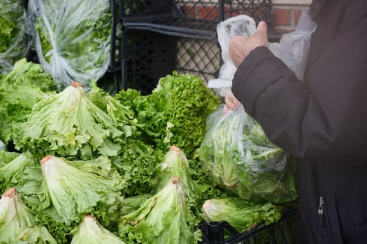 A person selects and bags fresh lettuce at a grocery store.