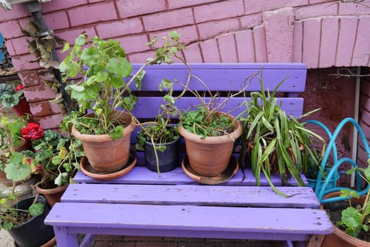 A brightly colored bench hosts various potted plants in a garden area.