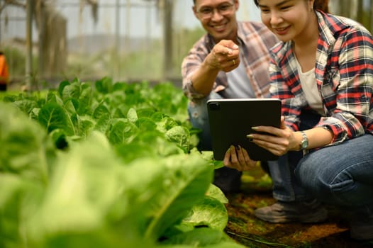 Two farmers review information on digital tablet among rows of lettuce in a greenhouse.