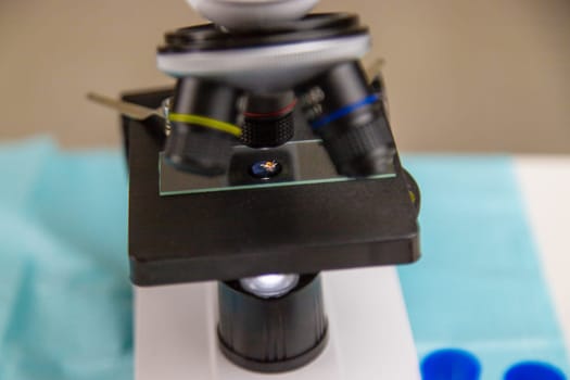 Tick in a test tube in the laboratory. Selective focus. Nature.