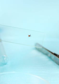 Tick in a test tube in the laboratory. Selective focus. Nature.