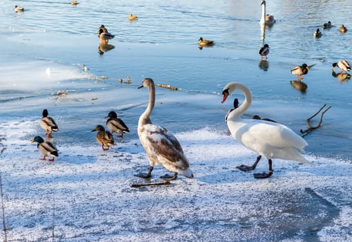 Ducks and swans on the frozen pond