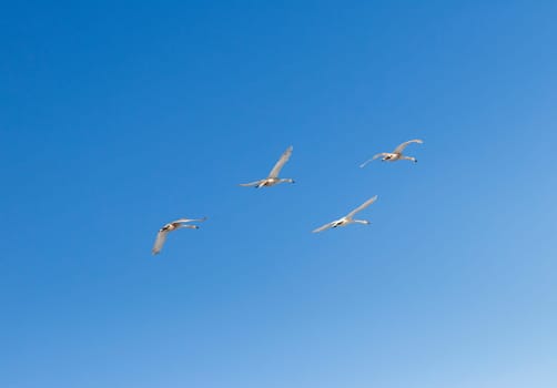 Flock of swans flying