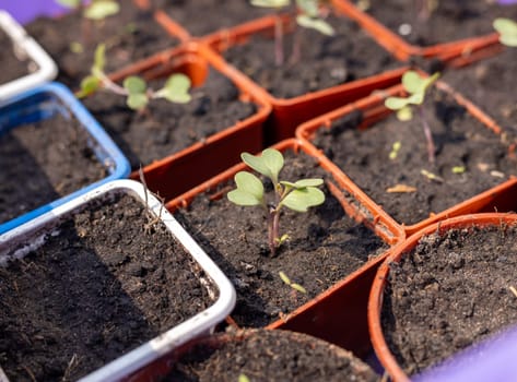 Close-up of young seedlings growing in seed trays, representing new life and growth in a garden setting