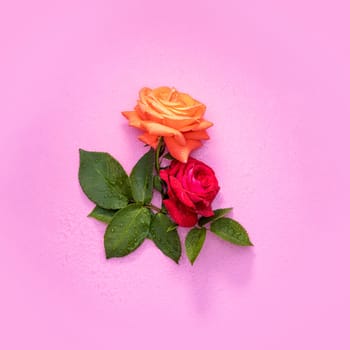 Beautiful blooming roses with water drops lying on pink background create a romantic atmosphere