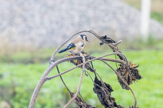 European goldfinch perched on a dried sunflower plant, enjoying seeds in its natural habitat