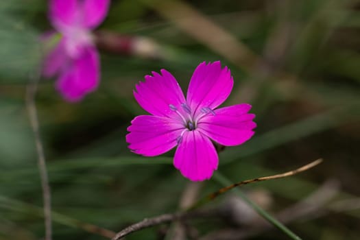 Close-up of a vibrant carthusian pink flower showcasing its delicate petals and subtle blue accents in a natural meadow setting