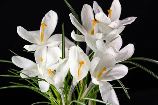 Close-up of delicate white crocus flowers with vibrant orange stigmas, symbolizing springtime renewal and beauty against a dark backdrop