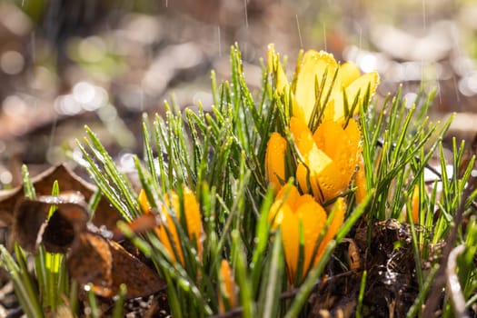 Beautiful yellow crocus flowers blooming in the garden during a spring rain shower