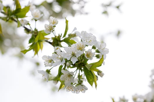 Cherry tree branch with delicate white flowers blooming in springtime, representing renewal and beauty in nature