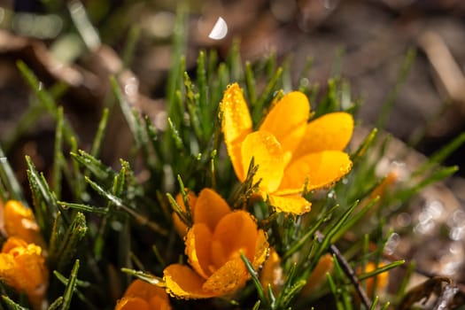 Close-up of vibrant yellow crocus flowers blooming in lush green grass, adorned with glistening dew drops, capturing the essence of springtime renewal