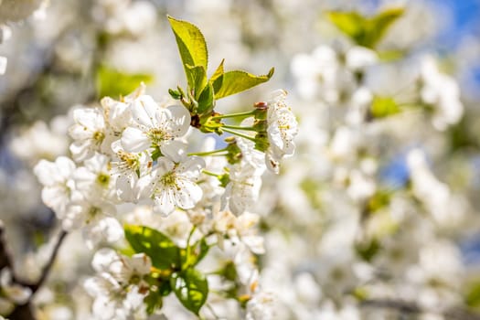 Cherry tree branch with delicate white flowers blooming in springtime, creating a beautiful natural scene