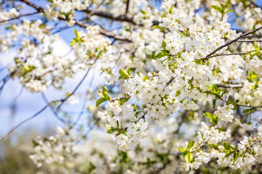 White flowers blooming on branches against a blue sky, creating a beautiful spring scenery with sunlight illuminating the delicate petals