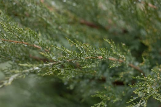 Close-up of juniper branch with water droplets glistening after a refreshing rain, showcasing the beauty of nature's details