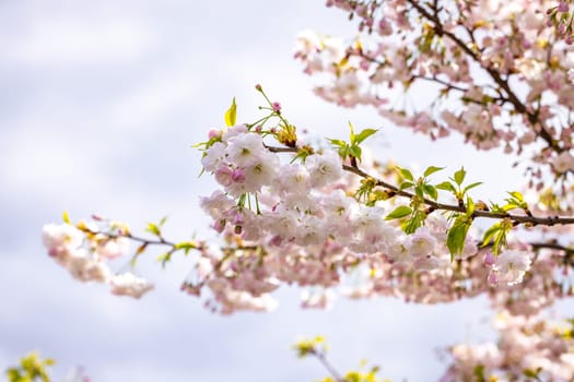 Pink and white cherry blossom flowers blooming on a branch against a cloudy sky, creating a beautiful springtime scene