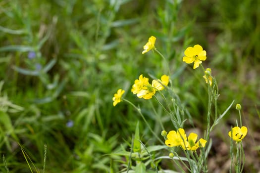 Yellow buttercup flowers blooming in a green meadow, bringing a touch of vibrant color to the natural landscape