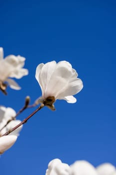 White magnolia flower blooming on a branch against a clear blue sky, symbol of spring and renewal