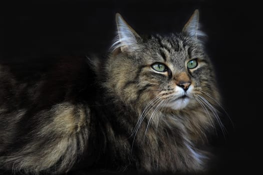 A pretty Norwegian Forest Cat in front of a black background
