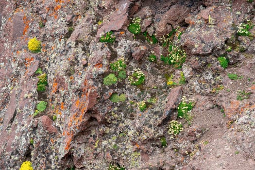 Vibrant moss and lichen cover rocky surfaces, showcasing various shades of green and lively yellow details. This diverse ecosystem flourishes in a natural habitat, highlighting resilience.