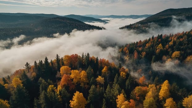 The image shows a colorful autumn forest with a dense fog from above. The trees are in various shades of yellow, orange, and red, and the fog gives the scene a mysterious and ethereal feel.