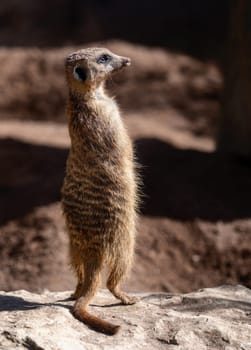 Closeup of a watchful meerkat (Suricata suricatta) guard