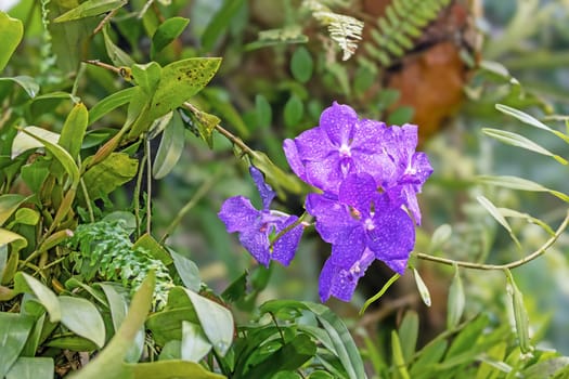 Blue orchid (Vanda coerulea), Closeup. view of  the flower. on dark background. Horizontally. 