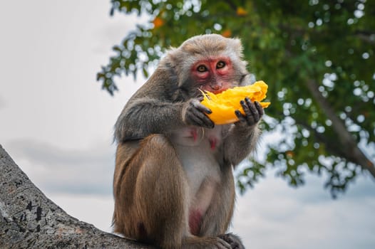funny monkey eats mango sitting on a tree in the forest in the wild nature