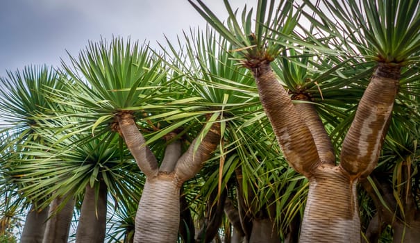 View of tropical exotic flora, vegetation, palm leaves growing on islands in the Atlantic Ocean.