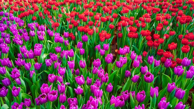 Red and pink purple tulip flowers blooming on the field in spring. Beautiful floral background