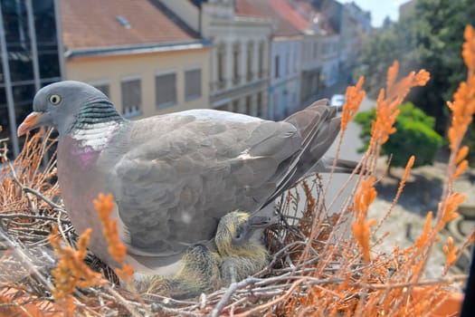 A dove warms the little pigeons. The concept of pigeon life in the city.