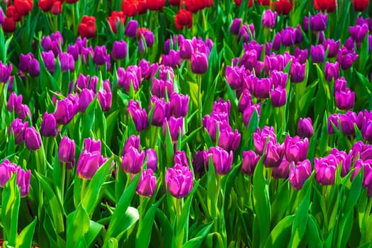 field of blooming purple tulips flowers in garden in spring. Beautiful natural floral background