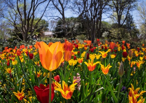 Field of vibrant tulips in full bloom, creating a colorful tapestry with trees and blue sky in the background during springtime.