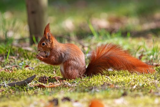 Squirrel sits on the grass in the park and eats a nut. Animal portrait.