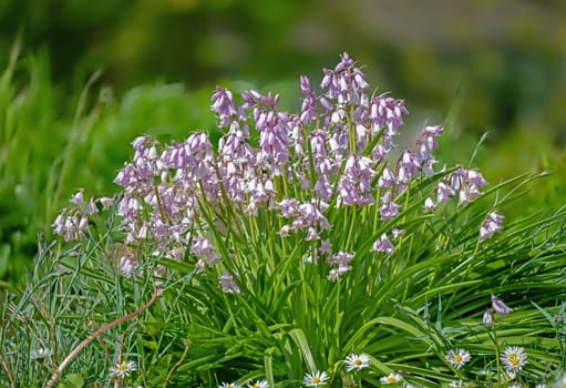 Close-up of a common bluebell (Hyacinthus europaeus)