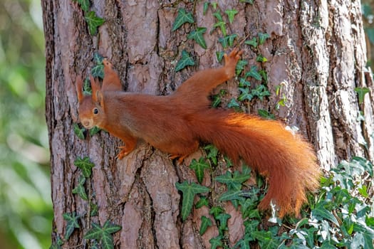 Squirrel climbing on a tree in the park. Animal portrait.