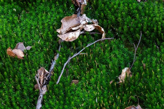 Moss and dead leaves on the ground in the autumn forest.