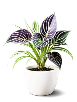Tradescantia in a sleek white ceramic pot, purple and green striped leaves with glossy texture, isolated dynamic shot on transparent.