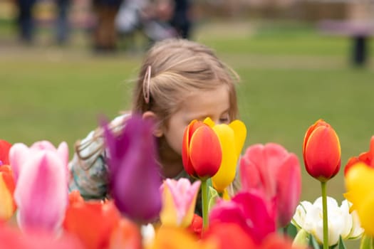 A child girl smelling in a park with the tulips