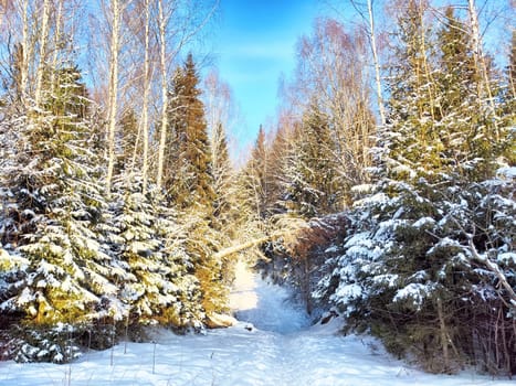A tranquil winter scene features a snow-covered path winding through tall, frosted trees under a clear blue sky.