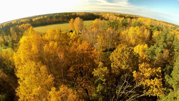 Aerial photography of the autumn forest in Russia