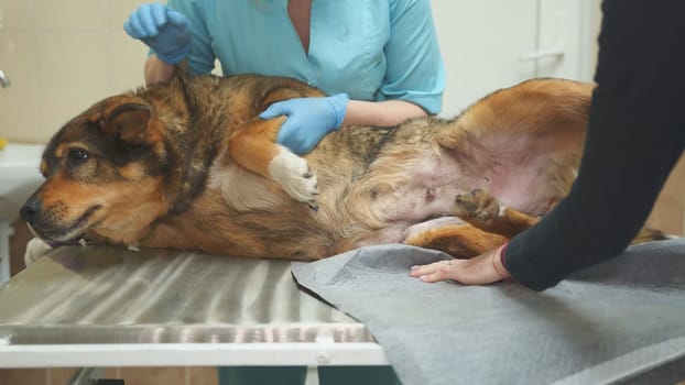 Yard village dog examined by a vet clinic doctor